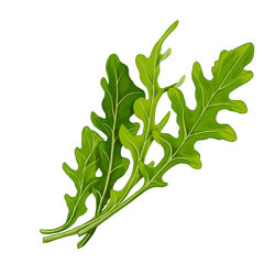 Een illustratie van rucola