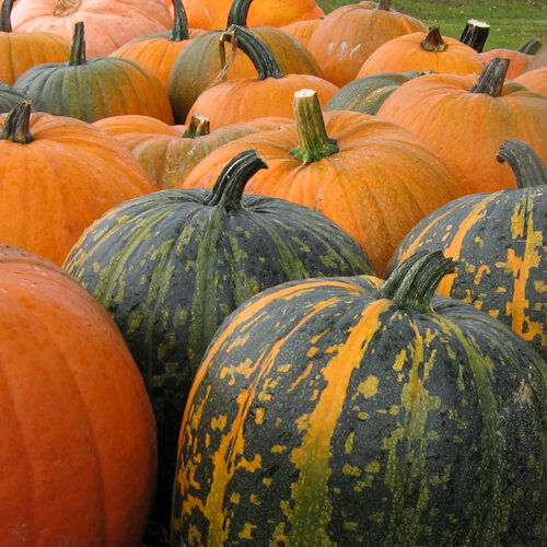 Stiermarken oliepompoen (Cucurbita pepo var. styriaca)