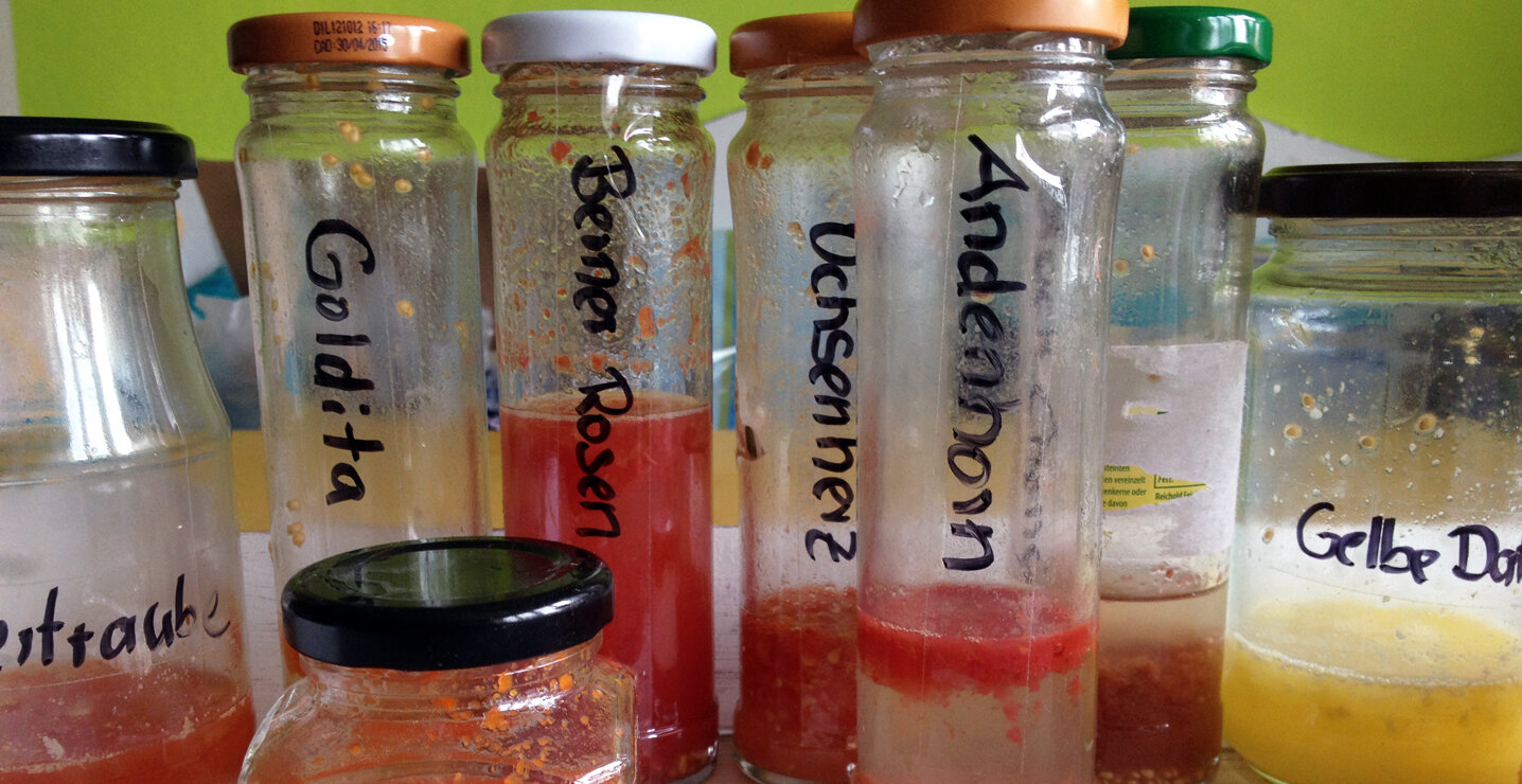 Tomatensamen fermentieren