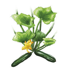 Een illustratie van een courgetteplant