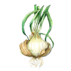 Een illustratie van een zoete ui