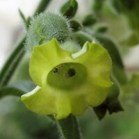 Boerentabak (Nicotiana rustica) bio zaad