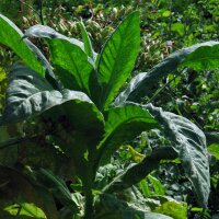 Virginia tabak Virginia Gold (Nicotiana tabacum) bio zaad