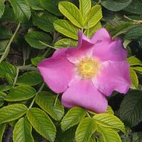 Rimpelroos (Rosa rugosa) zaden