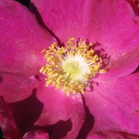 Rimpelroos (Rosa rugosa) zaden