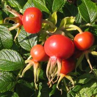 Rimpelroos (Rosa rugosa) zaden