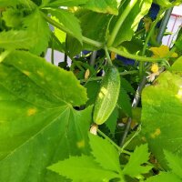 Augurk Vorgebirgstrauben (Cucumis sativus) bio zaad