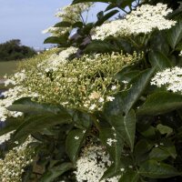 Gewone vlier (Sambucus nigra) zaden