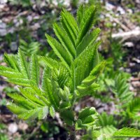 Gewone vlier (Sambucus nigra) zaden