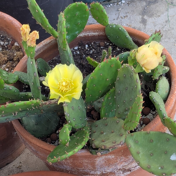 Lage cactusvijg (Opuntia humifusa) zaden