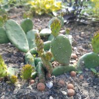 Lage cactusvijg (Opuntia humifusa) zaden