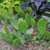 Lage cactusvijg (Opuntia humifusa) zaden