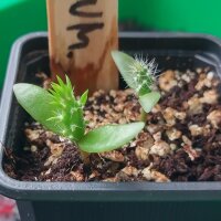 Lage cactusvijg (Opuntia humifusa) zaden