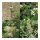 Heilige druïde-planten (Bio) – zaad set