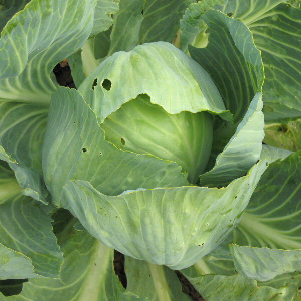 Witte kool Wädenswiler‘ (Brassica oleracea) bio zaad