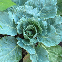 Witte kool Wädenswiler‘ (Brassica oleracea)...