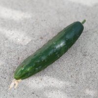 Komkommer Marketmore’ (Cucumis sativus) biologisch zaad