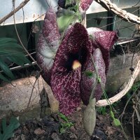 Spookplant (Aristolochia littoralis) zaden