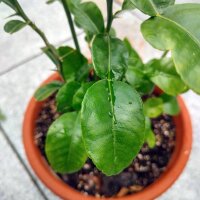 Papeda (Citrus hystrix) zaden