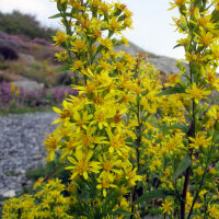 Europese guldenroede (Solidago virgaurea) zaden