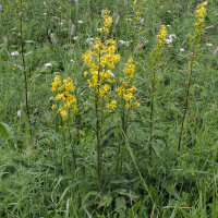 Europese guldenroede (Solidago virgaurea) zaden