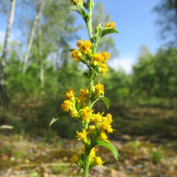 Europese guldenroede (Solidago virgaurea) zaden