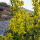 Europese guldenroede (Solidago virgaurea) zaden