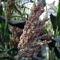 Suiker-sorghum (Sorghum bicolor) zaden