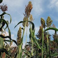 Suiker-sorghum (Sorghum bicolor) zaden