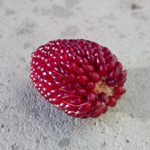 Aardbeienmaïs (Zea mays japonica) zaden