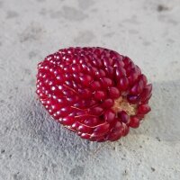 Aardbeienmaïs (Zea mays japonica) zaden