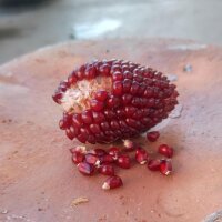 Aardbeienmaïs (Zea mays japonica) zaden
