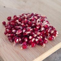 Aardbeienmaïs (Zea mays japonica) zaden