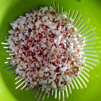 Aardbeienmaïs (Zea mays japonica) zaden
