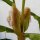 Aardbeienmaïs (Zea mays japonica) zaden