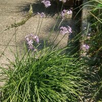 Kamer knoflook (Tulbaghia violacea) zaden