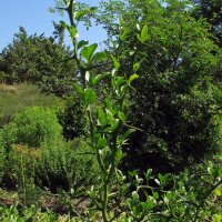 Citroenstruik (Poncirus trifoliata) zaden