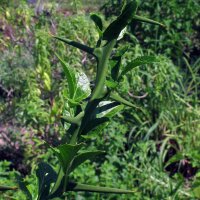 Citroenstruik (Poncirus trifoliata) zaden