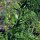 Citroenstruik (Poncirus trifoliata) zaden
