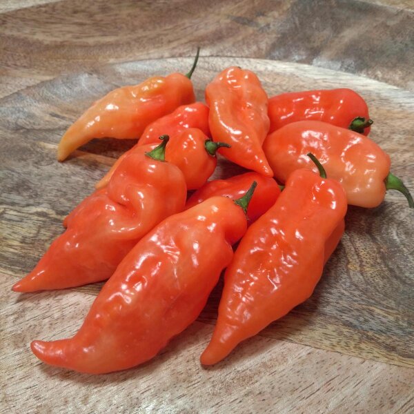 Milde chilipeper Habanada (Capsicum chinense) zaden