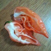 Milde chilipeper Habanada (Capsicum chinense) zaden