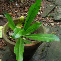 Stinkdistel/ Walangan/ Culantro (Eryngium foetidum) zaden