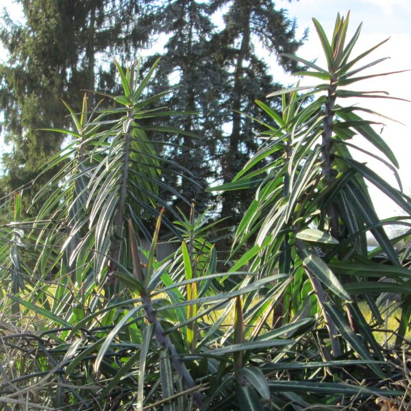 Kruisbladige wolfsmelk (Euphorbia lathyris) bio zaad