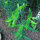 Kruisbladige wolfsmelk (Euphorbia lathyris) bio zaad