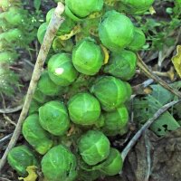 Spruitkool Groninger (Brassica oleracea var. gemmifera)...