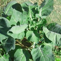 Spruitkool Groninger (Brassica oleracea var. gemmifera)...