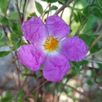 Kretenzische cistus (Cistus incanus ssp. tauricus) zaden