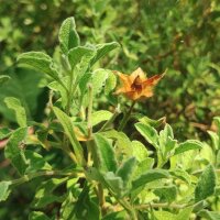 Kretenzische cistus (Cistus incanus ssp. tauricus) zaden