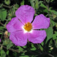 Kretenzische cistus (Cistus incanus ssp. tauricus) zaden