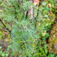 Citroenkruid (Artemisia abrotanum) zaden